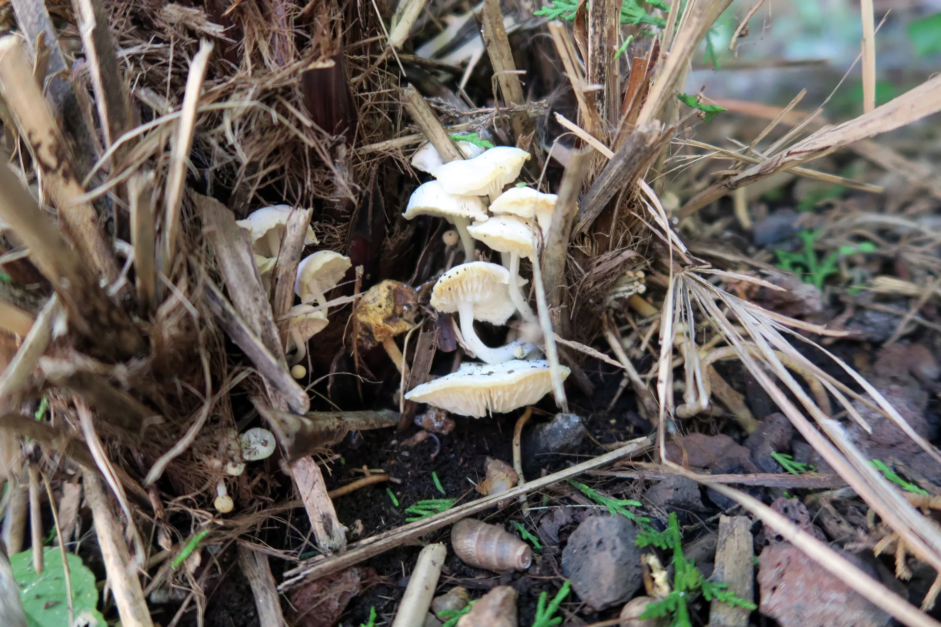 Lactocollybia cycadicola - 1